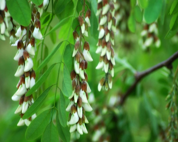 [DSC_0441 copy 2[6].jpg]